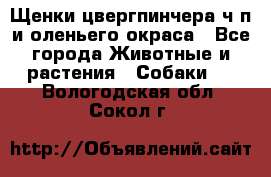 Щенки цвергпинчера ч/п и оленьего окраса - Все города Животные и растения » Собаки   . Вологодская обл.,Сокол г.
